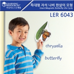 수지원에듀마트,[러닝리소스]특대형 자석 나비 한살이 모형 / LER6043
